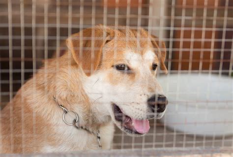 Dog owners advised to avoid kennels as vets investigate mystery illness in several states